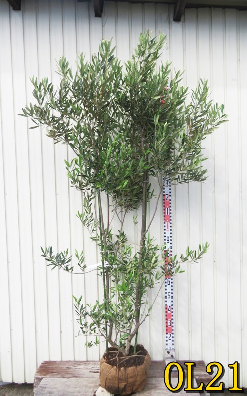 オリーブの木　ひなかぜ　8号　約150cm　K-231　現品掲載 オリーブの木 ひなかぜ 8号 約150cm K-231 現品掲載