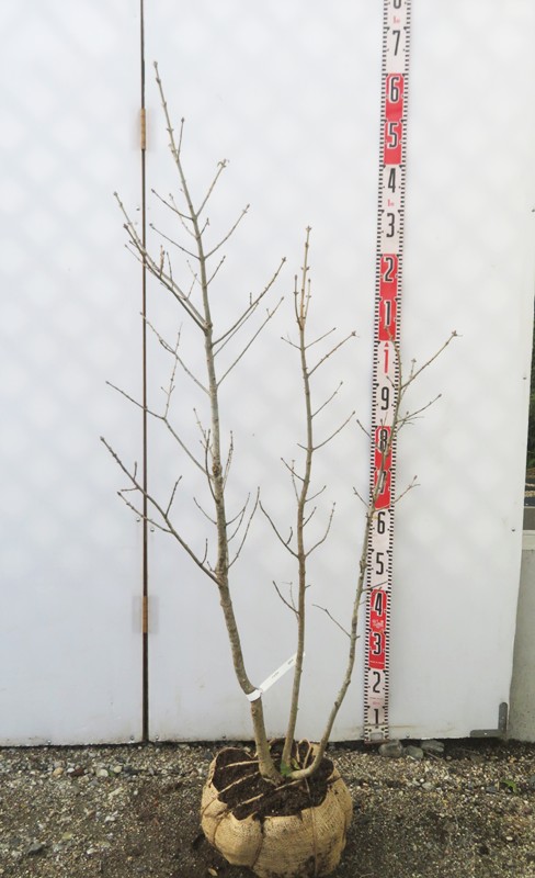 楽天市場】【現品発送】アオダモ 特大 本株立ち 苗木 樹高約2m