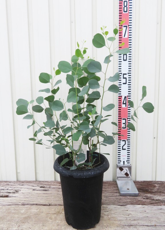 楽天市場】アカシア ブルーブッシュ 5号鉢植え苗(k02) : 千草園芸