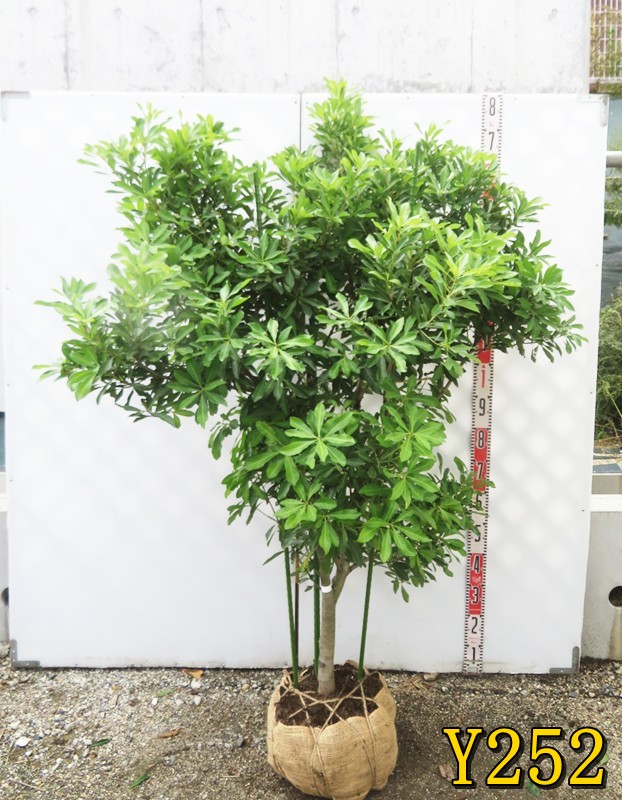 楽天市場】ヤマモモ（山桃） 樹高2.0m前後 露地苗 シンボルツリー