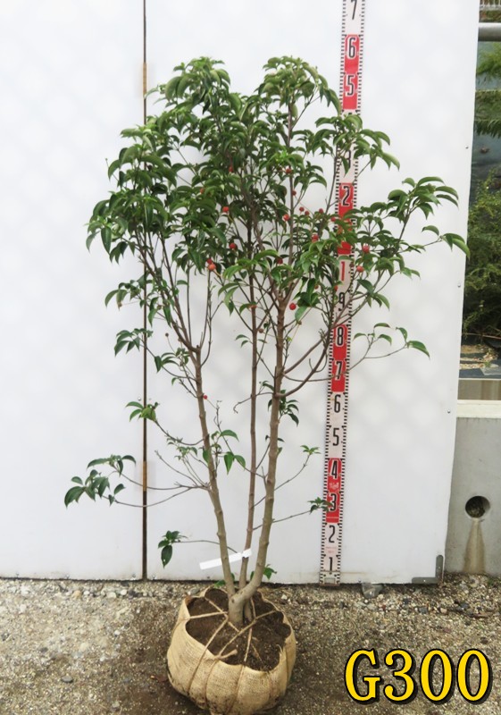 楽天市場】【現品】四季咲きタイサンボク リトルジェム 泰山木 苗木 8