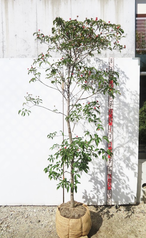 ヤマボウシ苗　やや大きめ　落葉樹 楽天市場】ヤマボウシ 苗 【常緑ヤマボウシ 十五夜 （じゅうごや