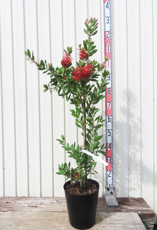 楽天市場】カリステモン(ブラシノキ) ホワイトアンザック（白花） 株