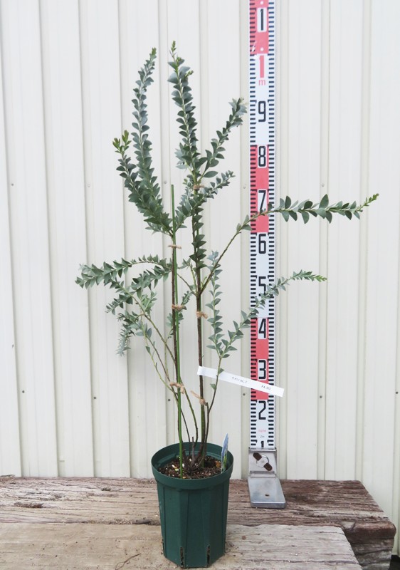 アカシアミモザ 約5m ミモザアカシア 5号（15cm）ポット苗木 （ 銀葉アカシア ） : 花と緑の