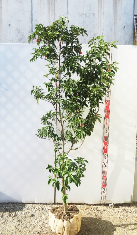 楽天市場】【現品発送】ナンノロプス アラビカシルバー（耐寒性