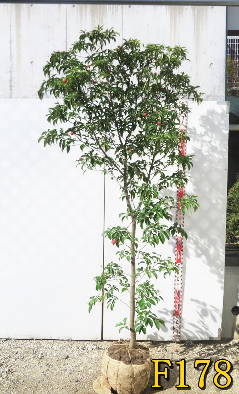 楽天市場】【現品発送】紅更紗ドウダンツツジ（ベニサラサ