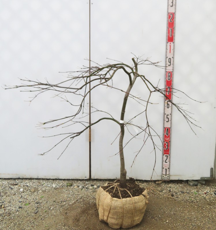 楽天市場】【現品】アオシダレモミジ 青枝垂れ紅葉 樹高1.3m 51609葉