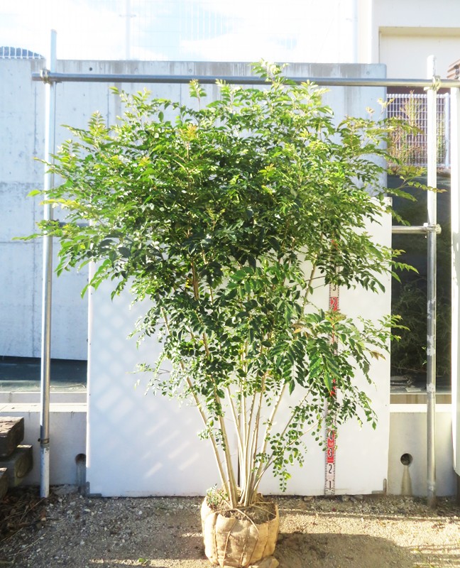 楽天市場】シマトネリコ 株立ち 苗木 6号 5本セット【新緑が綺麗な苗木