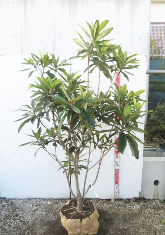 楽天市場】【現品発送】斑入り枇杷の木（フイリビワ） 苗木(接木苗) 10