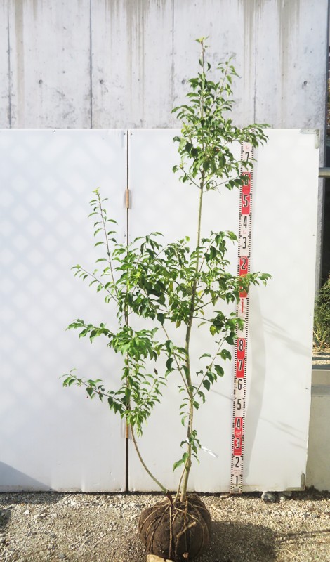 楽天市場】【現品】ソヨゴ 苗木 株立ち 雌株（メス株） 樹高1.4