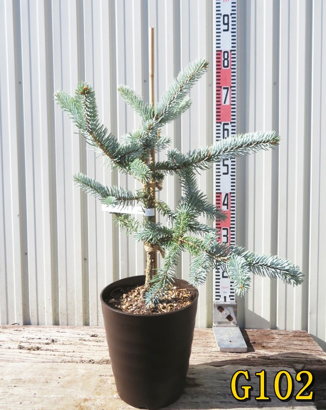 ホプシー8号 楽天市場】【現品発送】ピセア・プンゲンストーヒ ホプシー 8号鉢植え