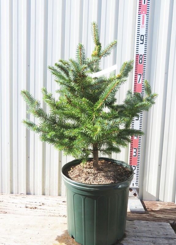 楽天市場】【現品発送】ピセア・プンゲンストーヒ ホプシー 8号鉢植え