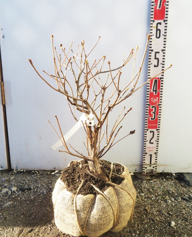 楽天市場】【現品発送】アカヤシオツツジ(赤八汐) 苗木 樹高約30cm