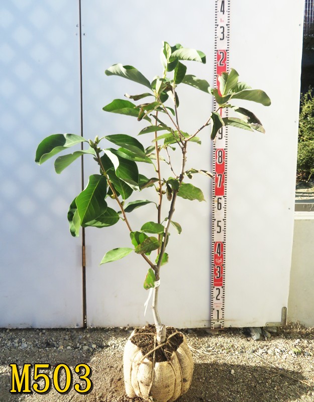 楽天市場】錦モクレン（ニシキモクレン） 苗木 6号 樹高1.2m : 千草園芸