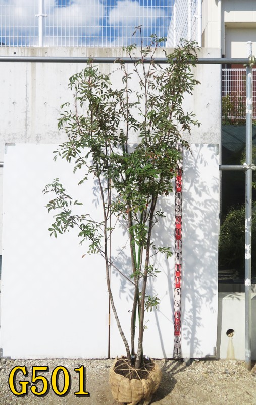 楽天市場】【現品発送】 ナナカマド(七竈) 株立ち 樹高1.3m G189【庭木