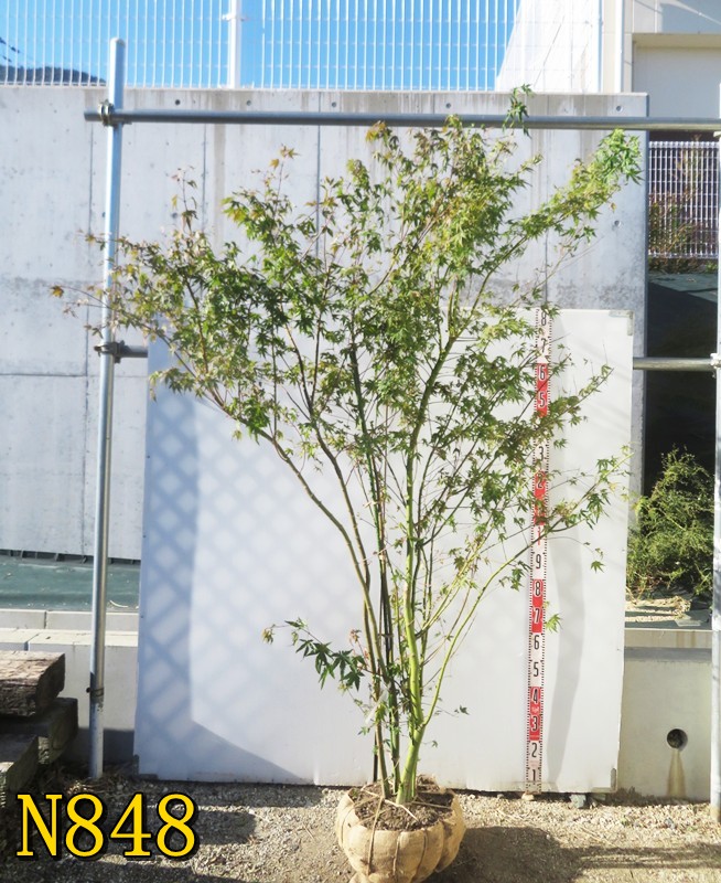 専用】イロハモミジ 大株立ち 【品番3394】 専用】イロハモミジ 大株