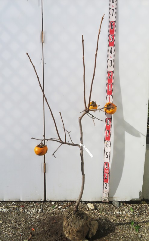 楽天市場】【実付き/現品】柿の木 次郎柿(ジロウガキ) 苗木 10号鉢植え