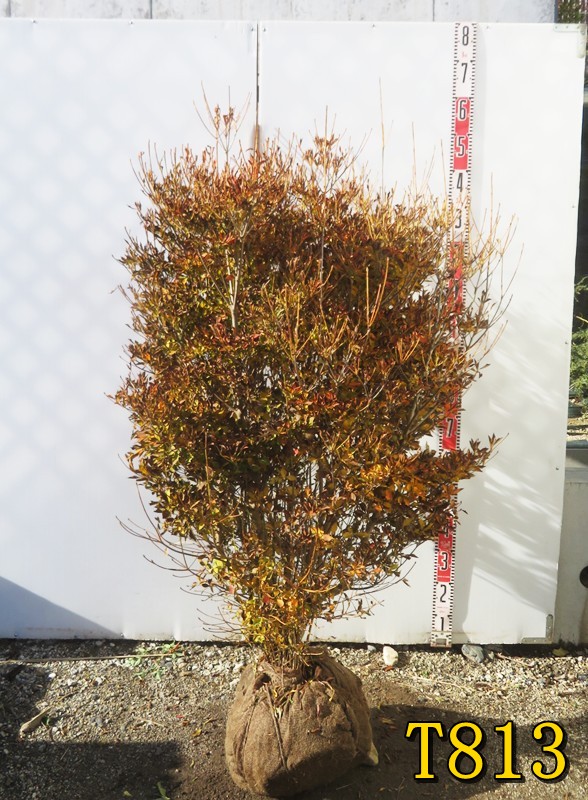 楽天市場】【現品】ドウダンツツジ 苗木 W60cm×D50cm×H90cm R713《花