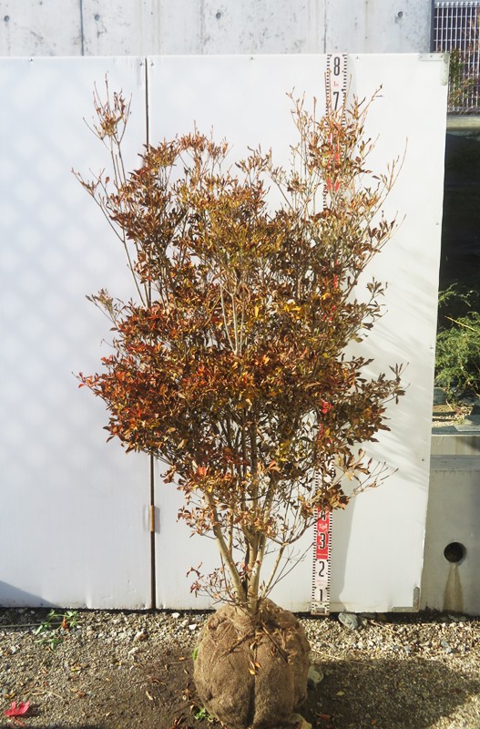 【現品】ドウダンツツジ　苗木　W60cm&times;D60cm&times;H140cm 　T814《花、紅葉が美しい庭木》｜千草園芸