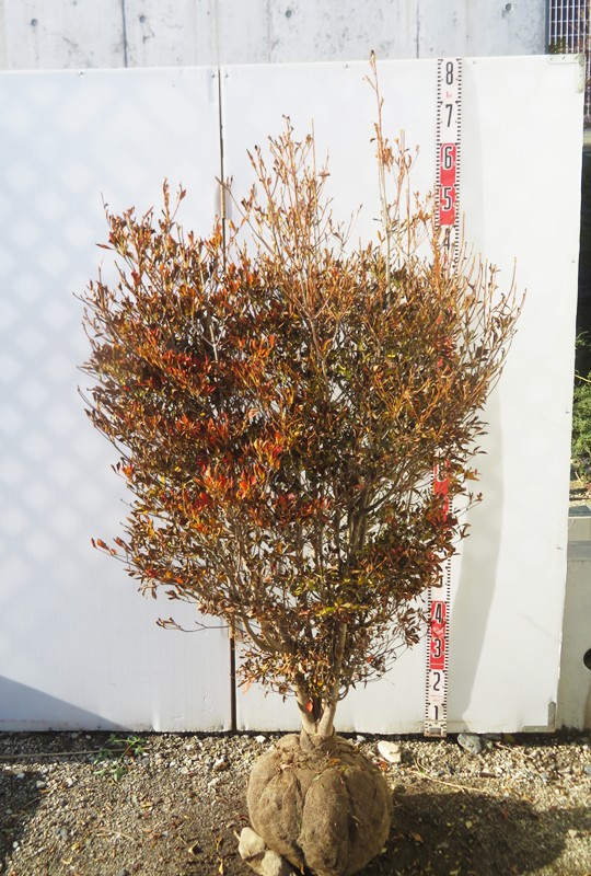 ドウダンツツジ【現品発送】管理70675 ドウダンツツジ【現品発送】管理70675