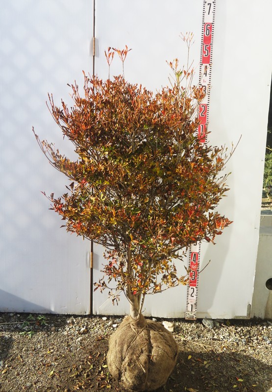 楽天市場】【現品発送】紅更紗ドウダンツツジ（ベニサラサ