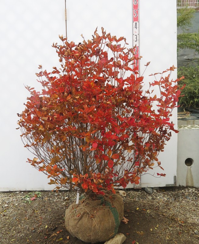 楽天市場】【現品発送】アカヤシオツツジ(赤八汐) 苗木 樹高約30cm