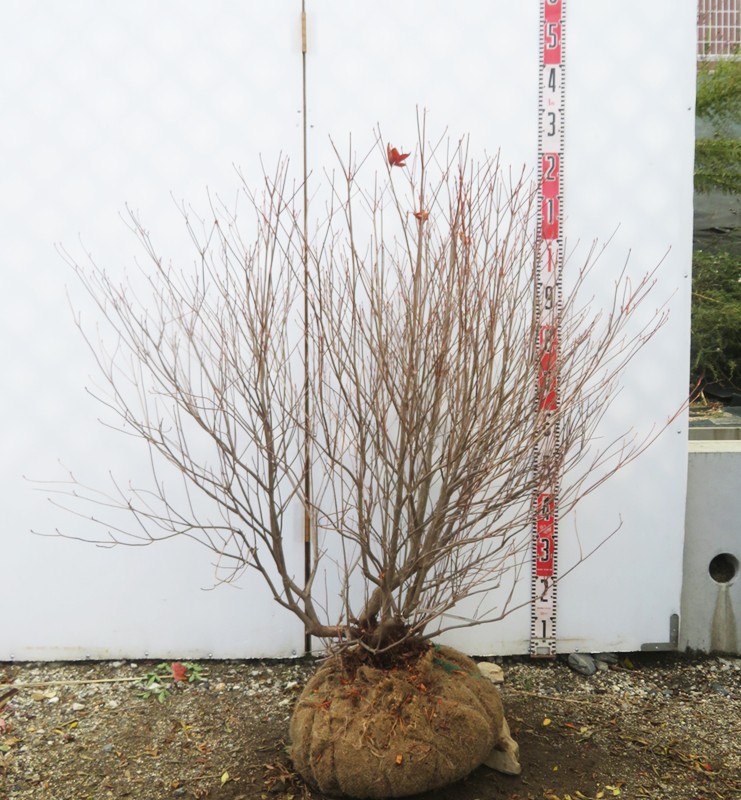 楽天市場】【現品】シロヤシオツツジ（白八汐）大株 W90cm×D60cm×H90cm