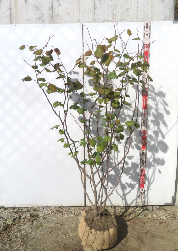 可愛いハート葉　マルバの木　超ダイナミック樹形 高さ約1.8m 鉢底から　② 可愛いハート葉 マルバの木 超ダイナミック樹形 高さ約1.8m 鉢底から