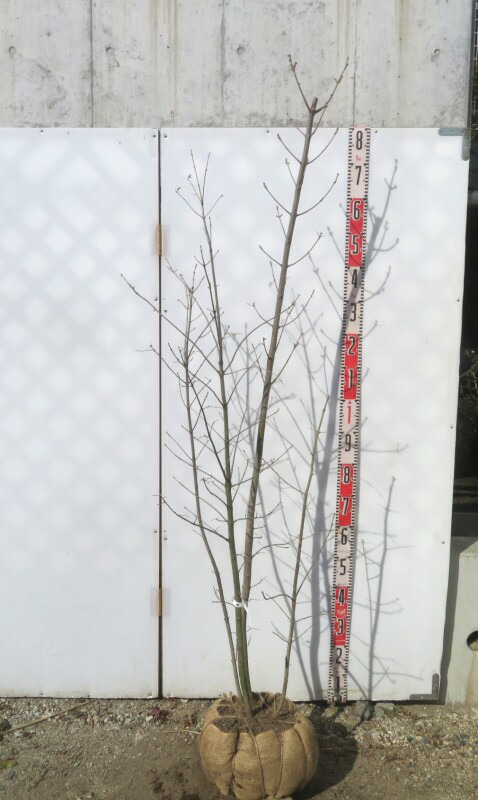 楽天市場】アオダモ 株立ち 苗木 6号【4本立ち以上】 : 千草園芸