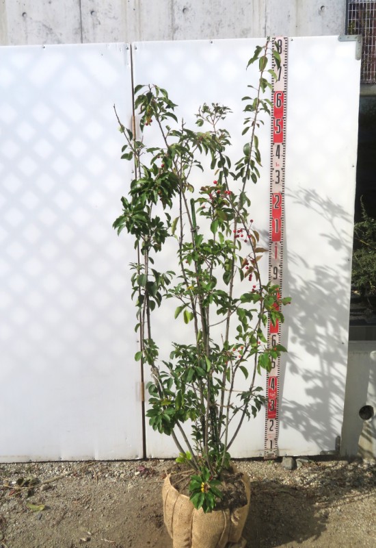 楽天市場】【現品】ソヨゴ 株立ち 雌株(メス株) 樹高1.6m Y109