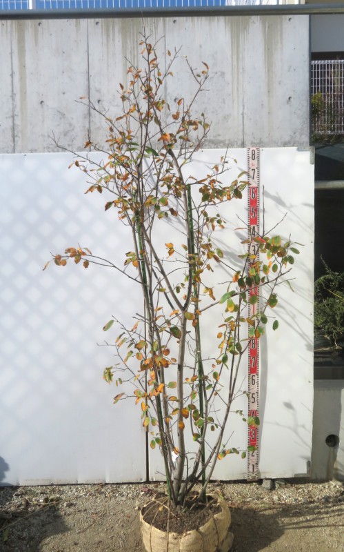 楽天市場】【現品】ジューンベリー 株立ち 苗木 樹高2.1m K711 : 千草園芸