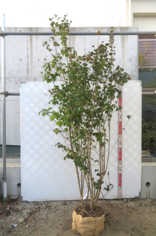 楽天市場】【現品発送】アオダモ 特大 本株立ち 苗木 樹高約1.6m N512