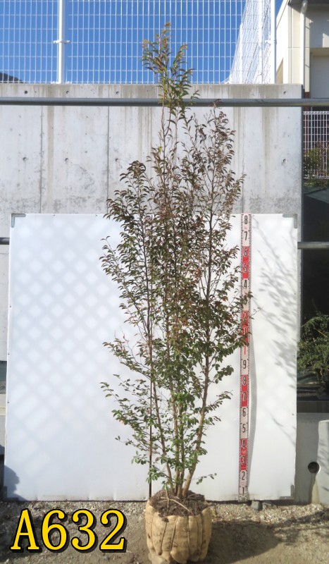 楽天市場】【現品発送】姫シャラの木(ヒメシャラノキ) 苗木 株立ち