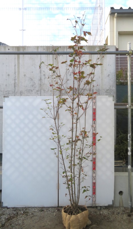 楽天市場】【現品】四季咲きタイサンボク リトルジェム 泰山木 苗木 8