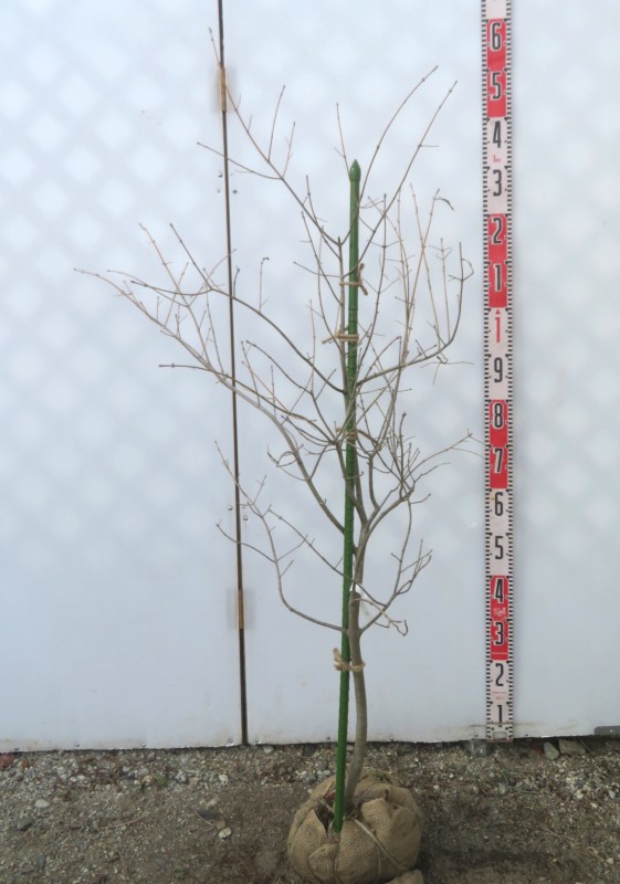 楽天市場】クロバナロウバイ（黒花ロウバイ） 苗木 7号(v06) : 千草園芸