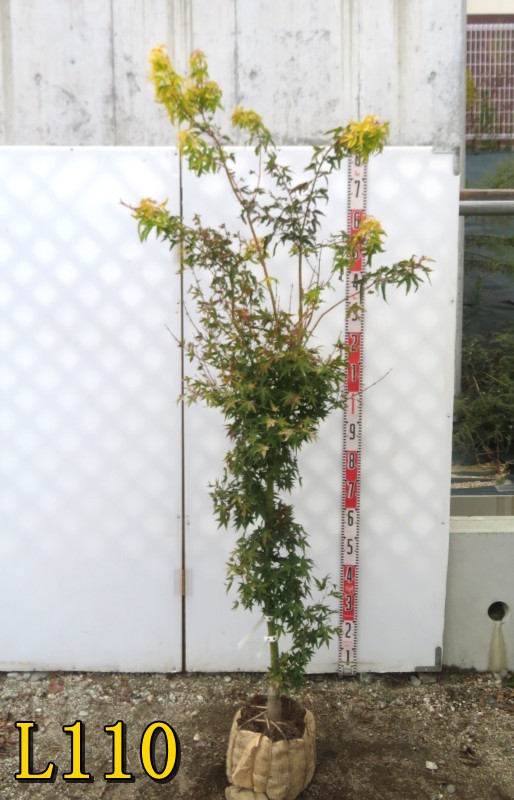 楽天市場】イロハモミジ 株立ち 3号 苗木(e01) : 千草園芸