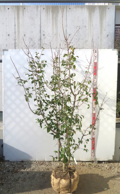 楽天市場】【選べる現品発送】クロバナロウバイ（黒花蝋梅）苗木 株