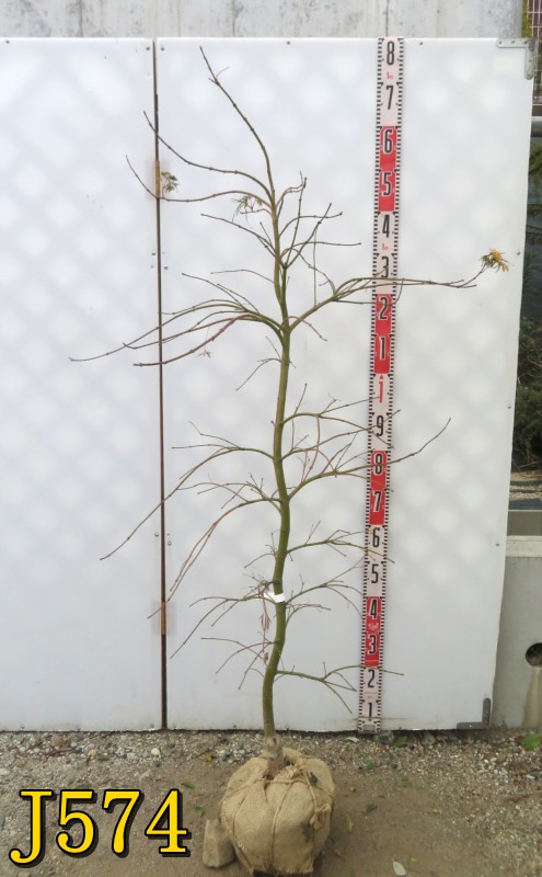 楽天市場】アオシダレモミジ 青枝垂れ紅葉 苗木 樹高約1.3m 葉が