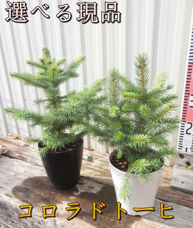 楽天市場】【送料無料】【現品】ピセア・プンゲンストーヒ エディス 03