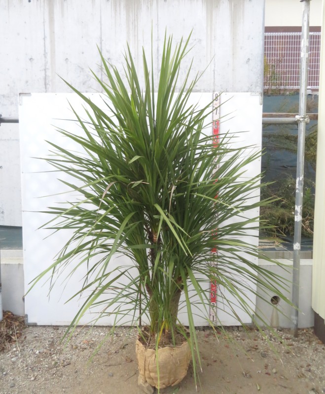 ドラセナレッドスター　赤ドラ　苗木　3株セット　高さ約70cm(現物)お買い得 楽天市場】観葉植物 ドラセナ 苗 【赤ドラセナ レッドスター】 幼苗