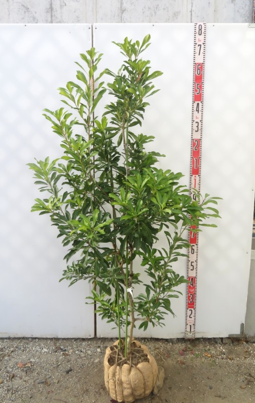 山採りヤマモミジ&コハウチワ　2 H190cm W80cm ヤマビコ 共立 やまびこ ハンマーナイフモア HRC805 刈幅800mm 刈高20