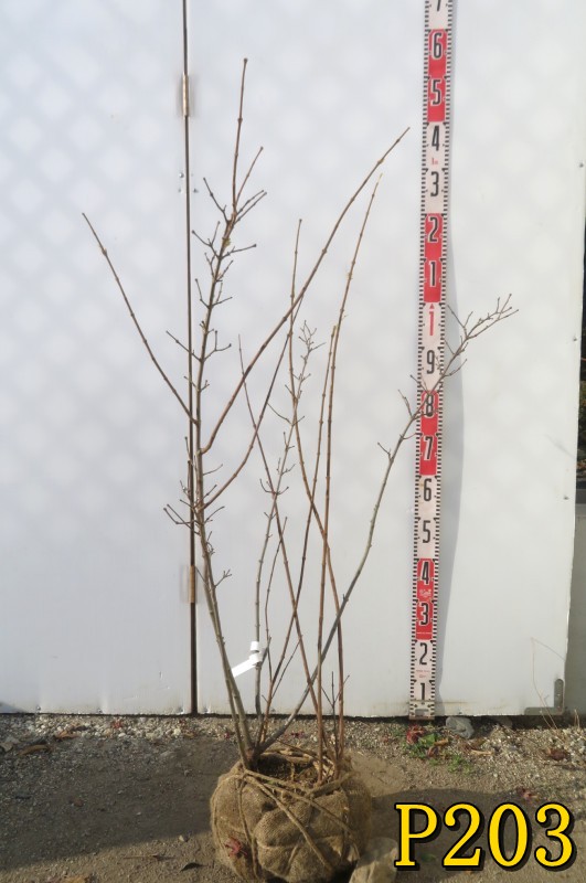 楽天市場】【選べる現品】クロバナロウバイ（黒花蝋梅）アフロディーテ