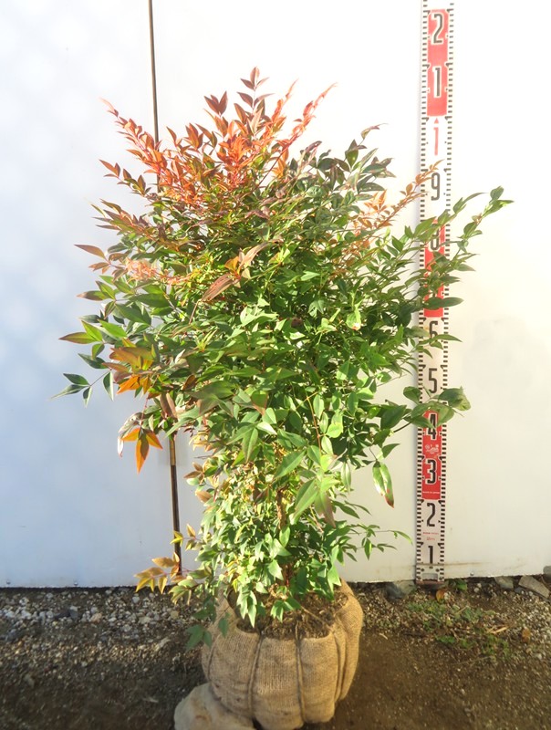 矮性南天(ワイセイナンテン）　ガルフストリーム　樹高60cm