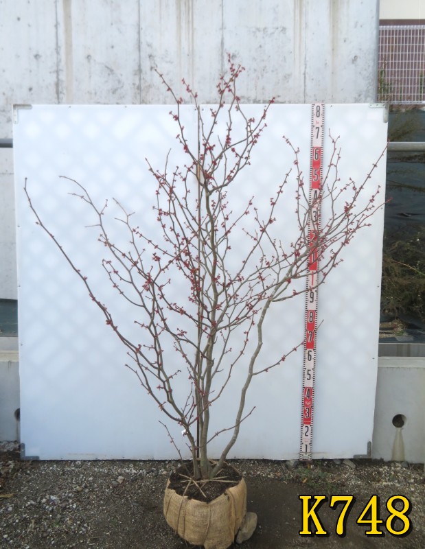 楽天市場】【現品】マルバノキ 株立ち 苗木 樹高約1.7m F529 : 千草園芸