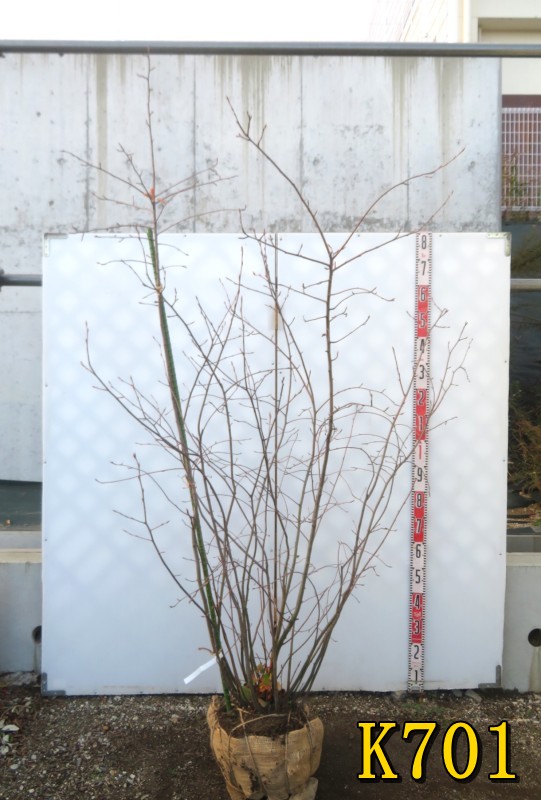 楽天市場】【現品】ジューンベリー 株立ち 苗木 樹高2.1m K711 : 千草園芸