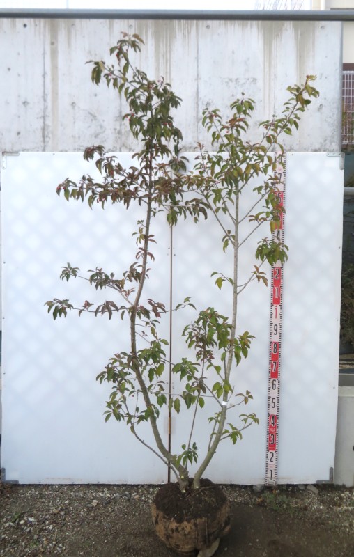 クロソヨゴ　寄せ株　/312 クロソヨゴ寄せ株/312