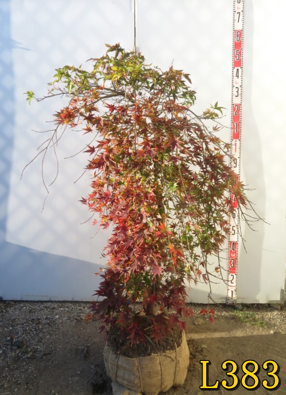 楽天市場】庭木・植木：流泉もみじ(りゅうせんしだれ）*現品をお選び