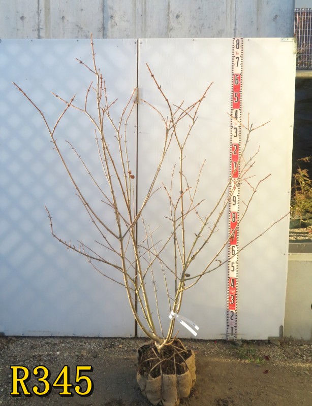 【選べる現品】オオデマリ（テマリバナ）　白花　苗木 　株立ち　樹高約1.3m～
