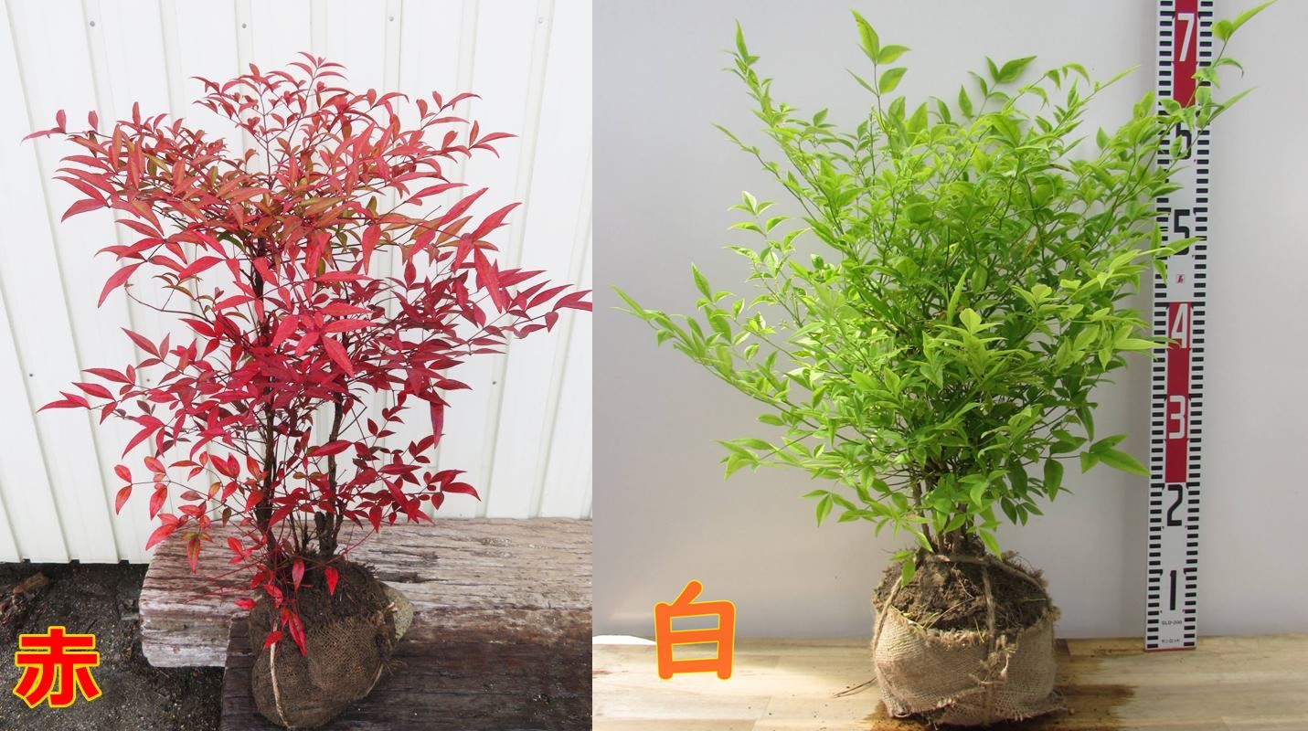 楽天市場】オニヒイラギ（鬼柊） 苗木 5号(z03-1) : 千草園芸