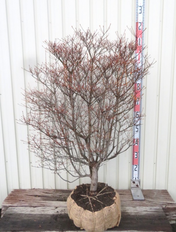 楽天市場】ドウダンツツジ 苗木 樹高90cm《花、紅葉が美しい庭木